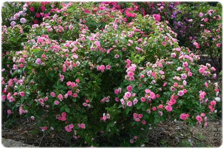 pink-grootendorst-roze-kolaz-2 (1).jpg