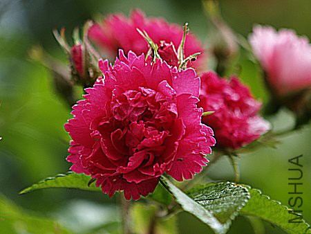 rose_pink_grootendorst3.jpg