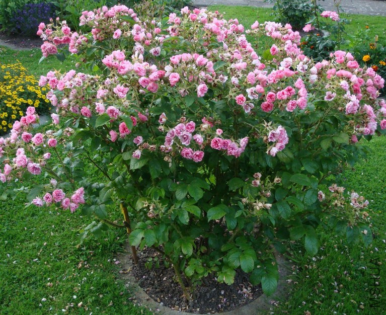 rosa-rugosa-pink-grootendorst-im-rosenparadies-loccum.jpg