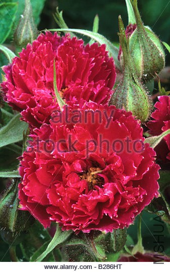 rose-rosa-red-grootendorst-b286ht.jpg