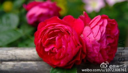 �찢��˹��