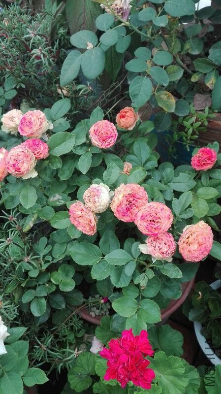 rps20170708_181118.jpg