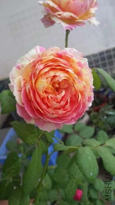 20151203Ī��2.jpg