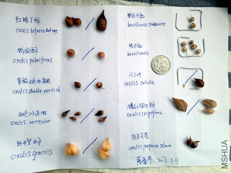 1-IMG_20170709_110916.jpg