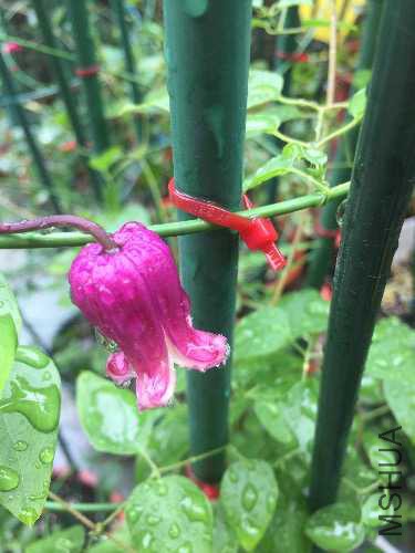 IMG_1762.JPG