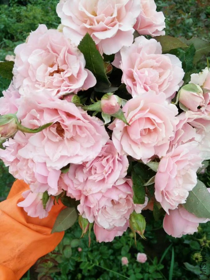 psb (55).jpg