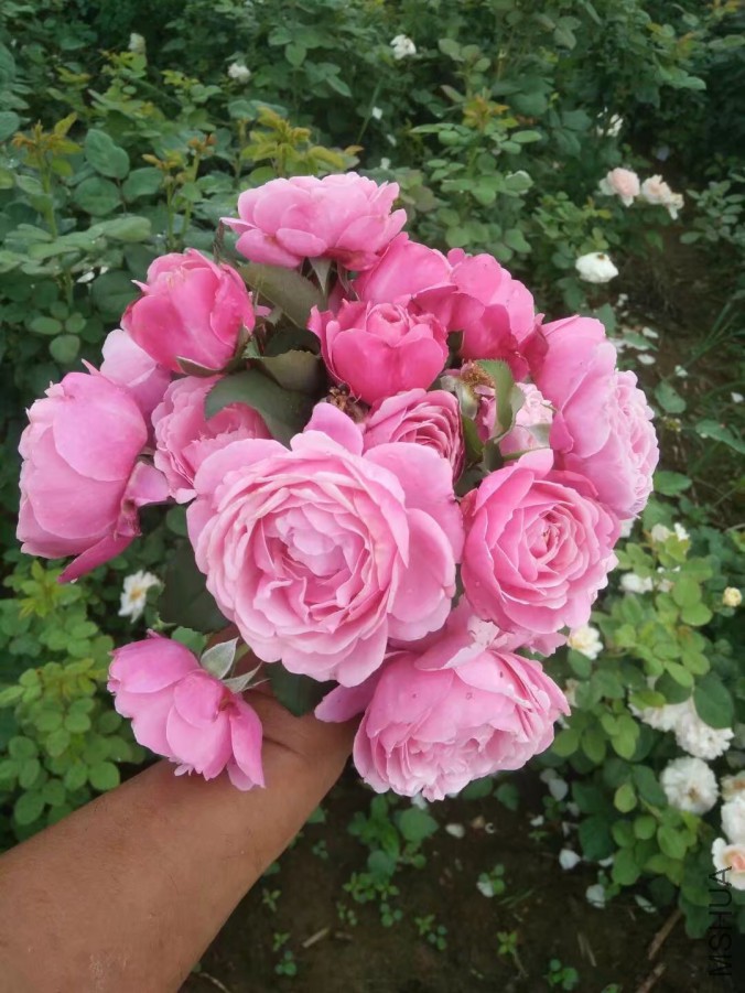 psb (64).jpg