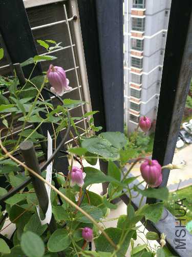 IMG_20170710_123732.jpg