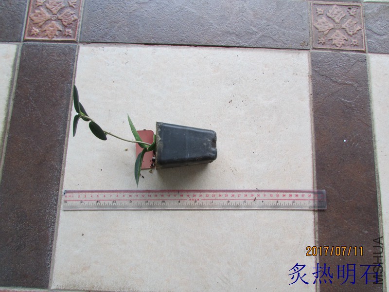 IMG_265305.jpg