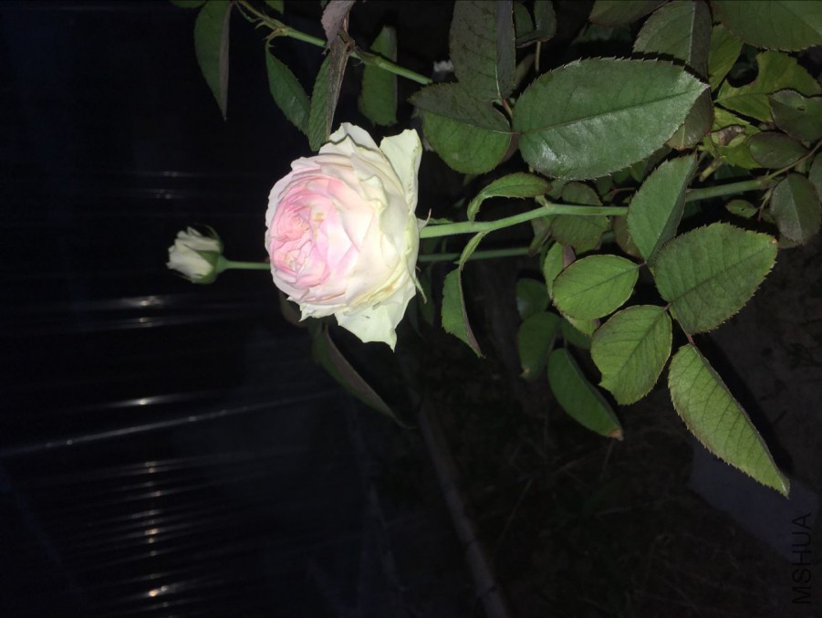 QQͼƬ20170712122049.jpg