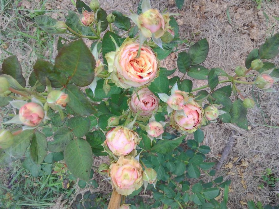 ��������԰