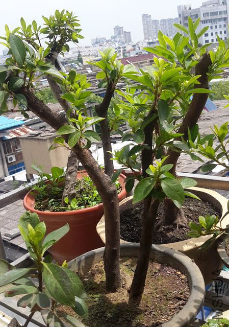 20170713_105126.jpg