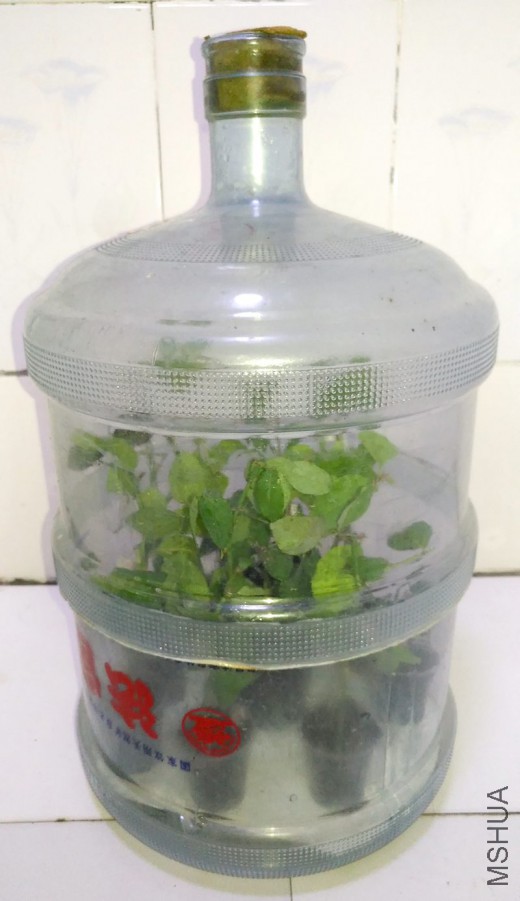 ����÷�¼�֦��07.jpg