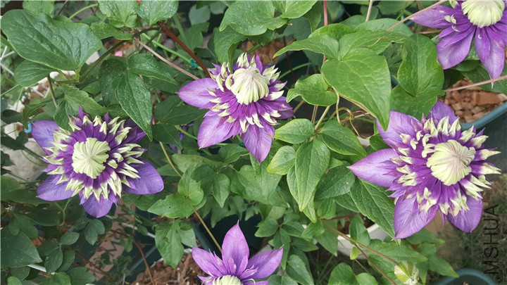 20170526_165253.jpg