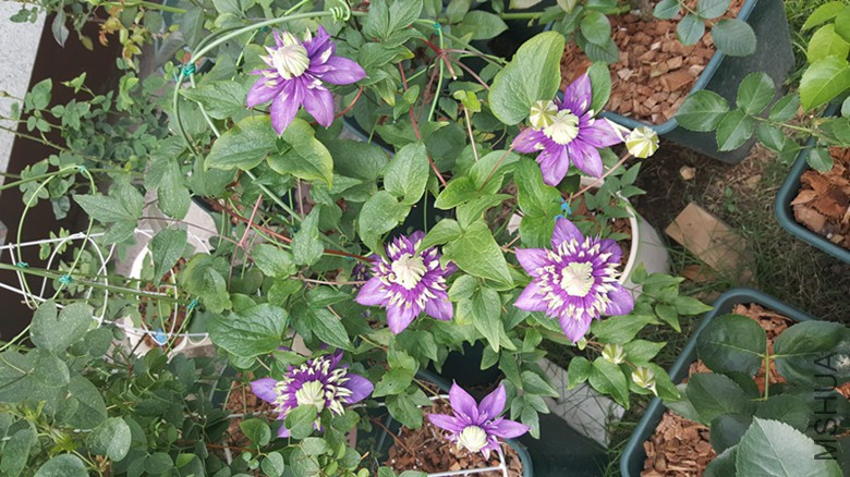 20170526_165234.jpg