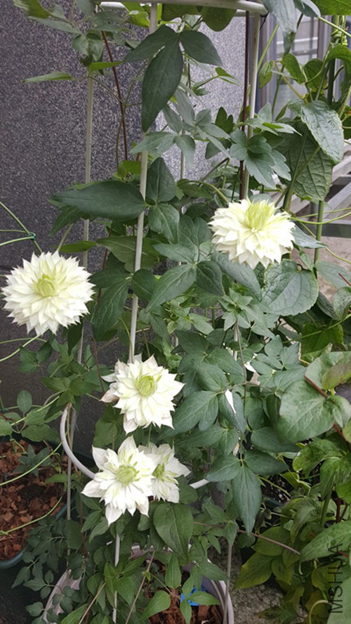 20170616_114257.jpg