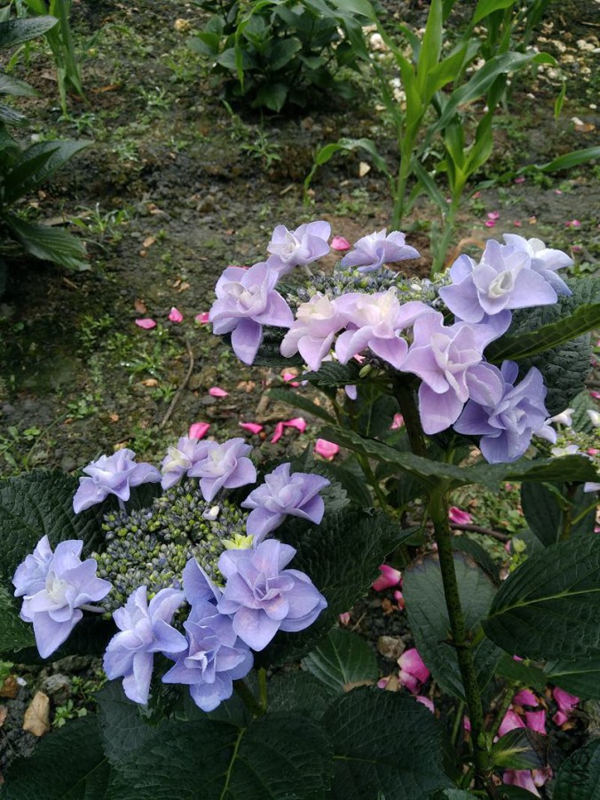 IMG_20170521_094949.jpg