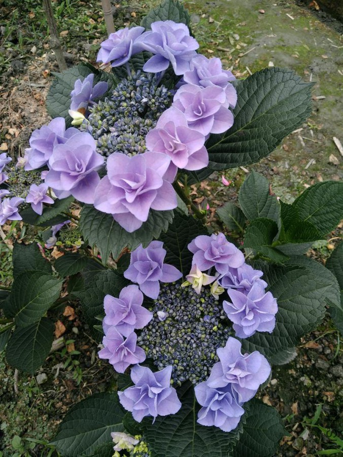 IMG_20170524_122909.jpg