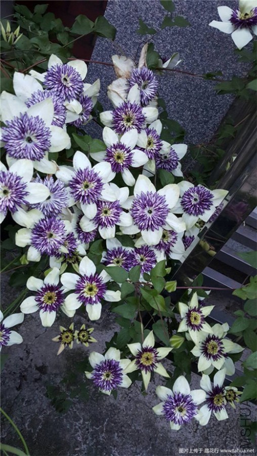 195321w44s2c9cz9zc7rmc (2).jpg