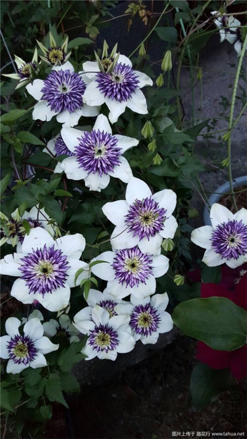 195323ts1fllo44oobonbp (2).jpg