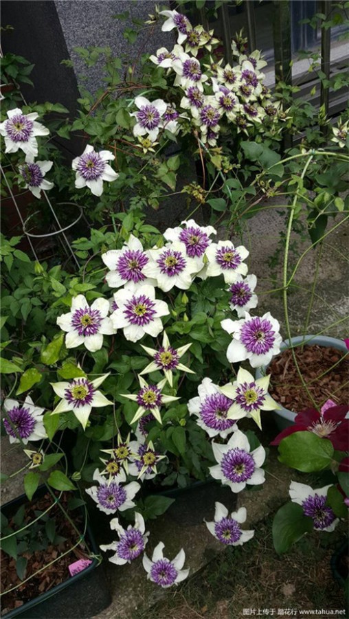 195329hivus66237a27cho (1).jpg