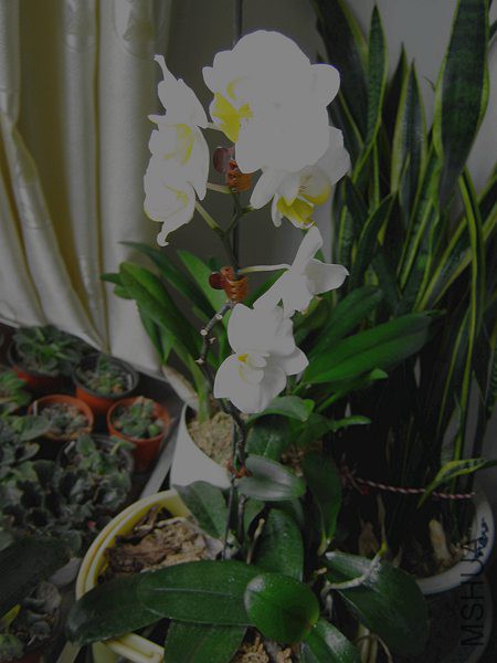 IMG_6447_����.jpg