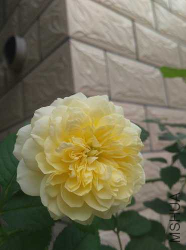 IMG_20170604_134337.jpg