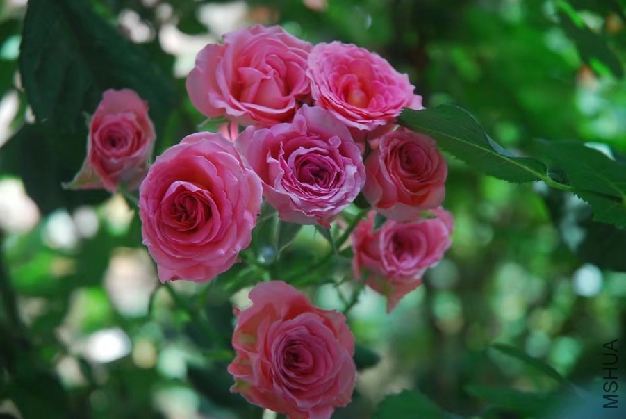 psb (8).jpg