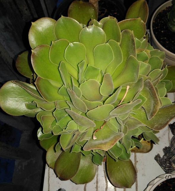 7�µ�������������ô�ຢ��