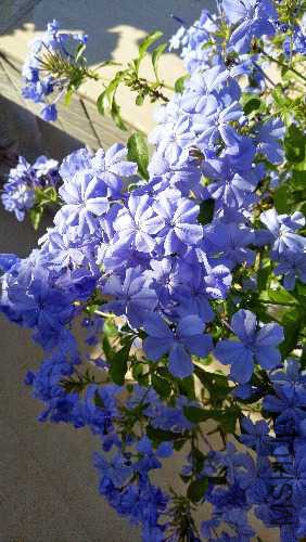 IMG20170721081035-01.jpeg