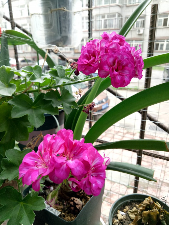 IMG20170722172241.jpg