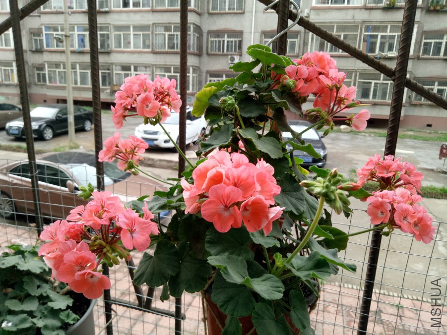 IMG20170722172110.jpg