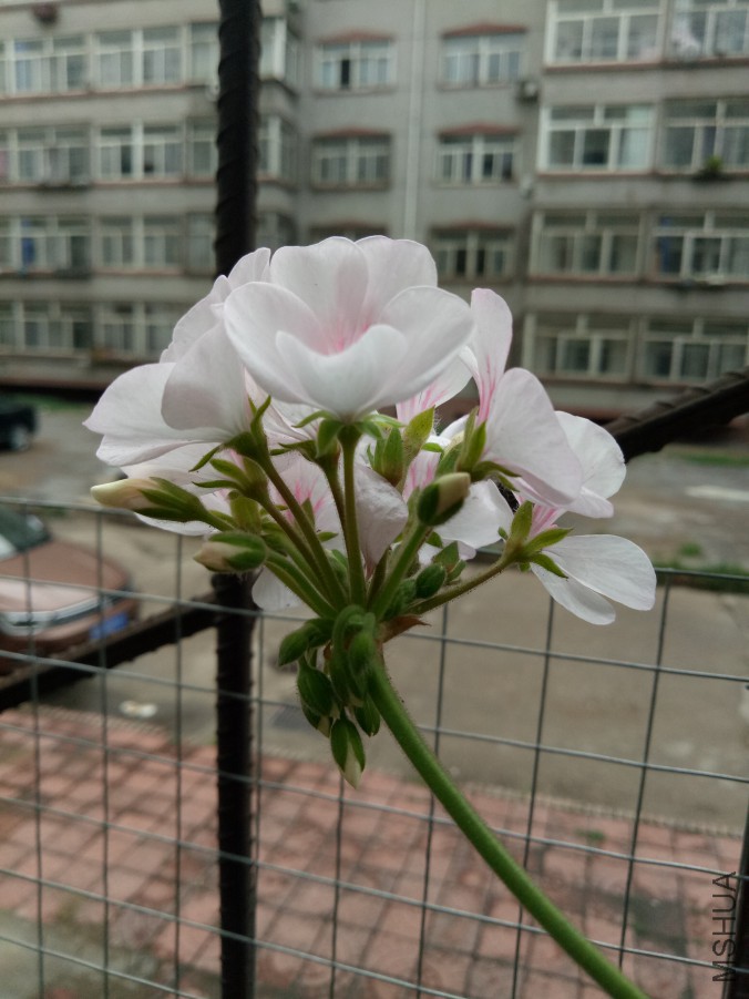 IMG20170722171723.jpg