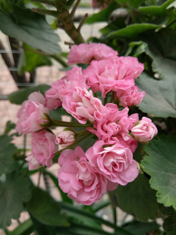 IMG20170722171433.jpg