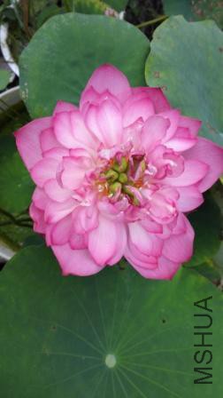 IMG_20170714_073934.jpg