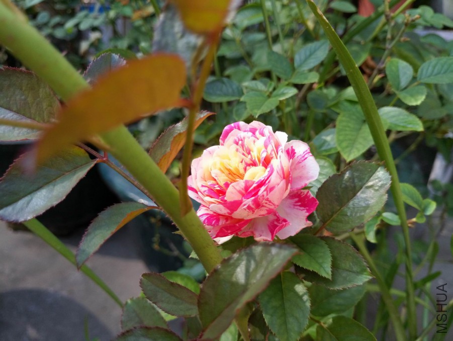P70725-7.jpg
