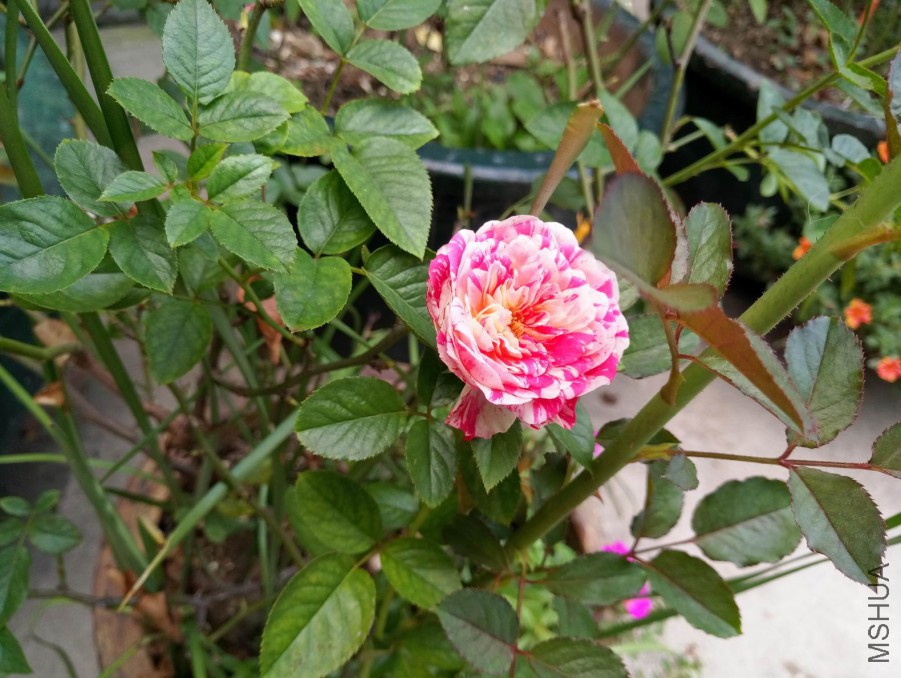 P70726-104.jpg