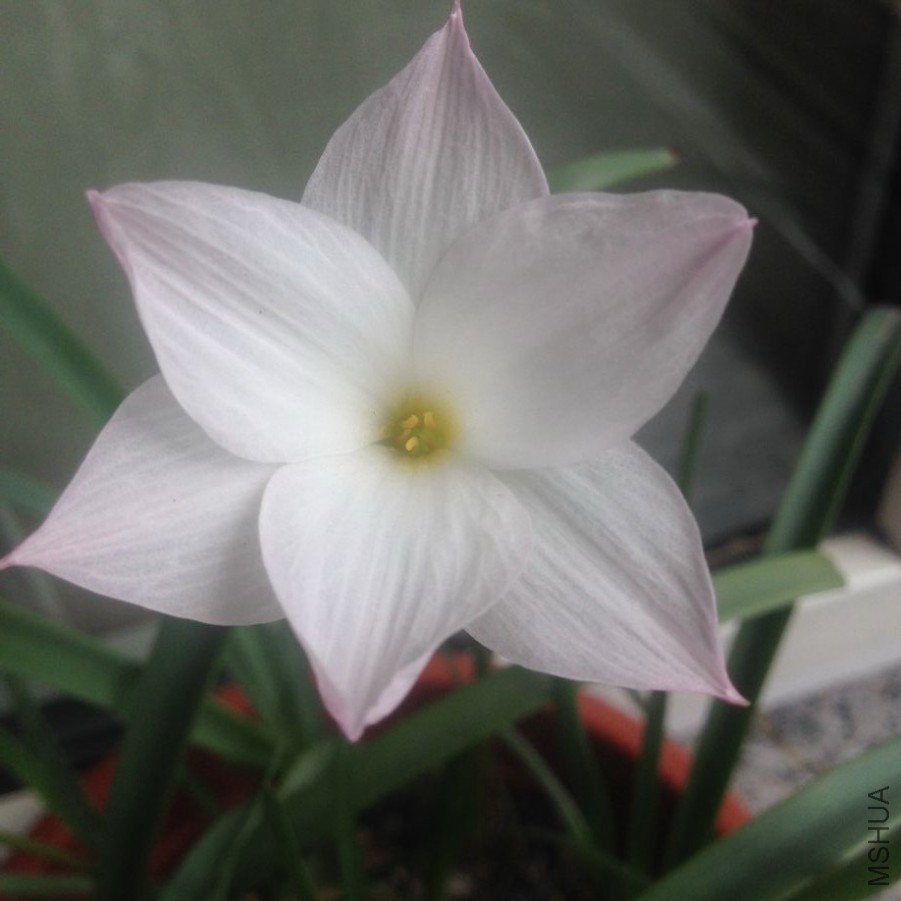 Zephyranthes sp. Labuffarosa   Fragrance������.jpg