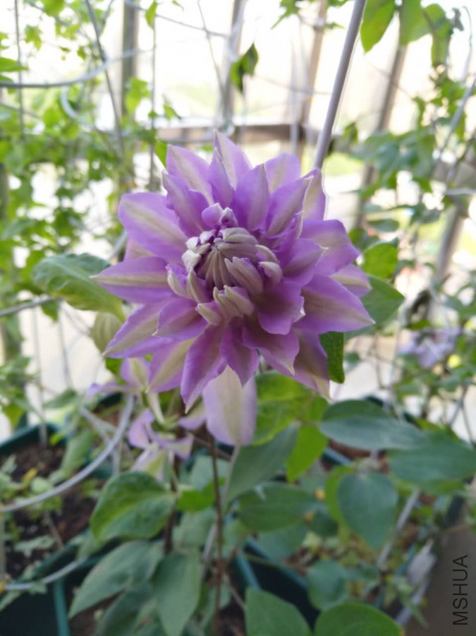 ΢��ͼƬ_20170518103221.jpg