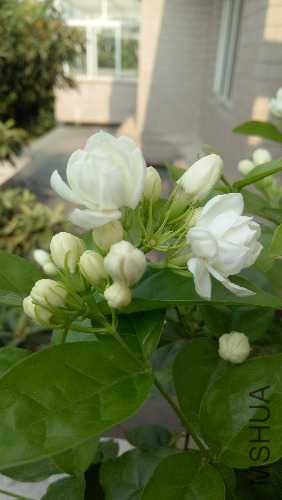 IMG20170727083611.jpg