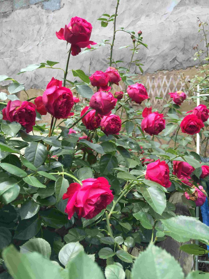 1500325046_IMG_6353.JPG