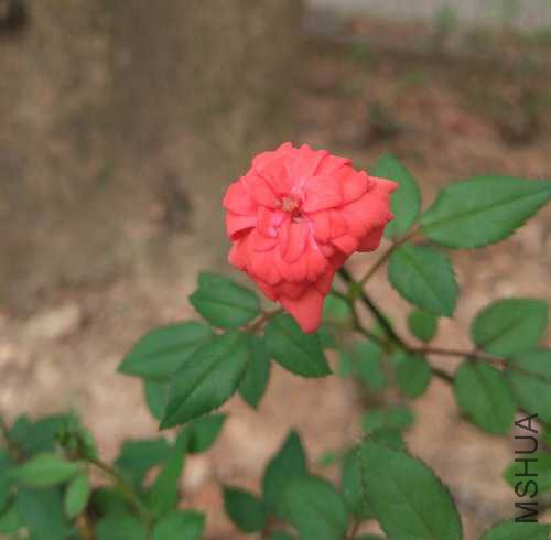 IMG_20170730_140135.jpg
