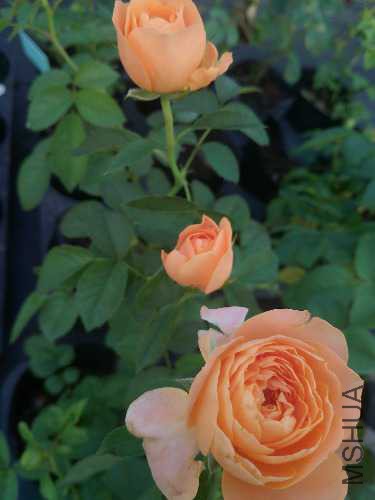 IMG20170725065745.jpg