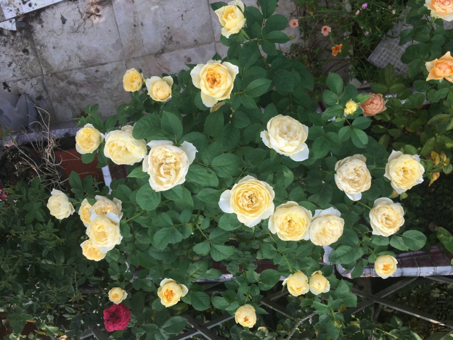 7��31�����