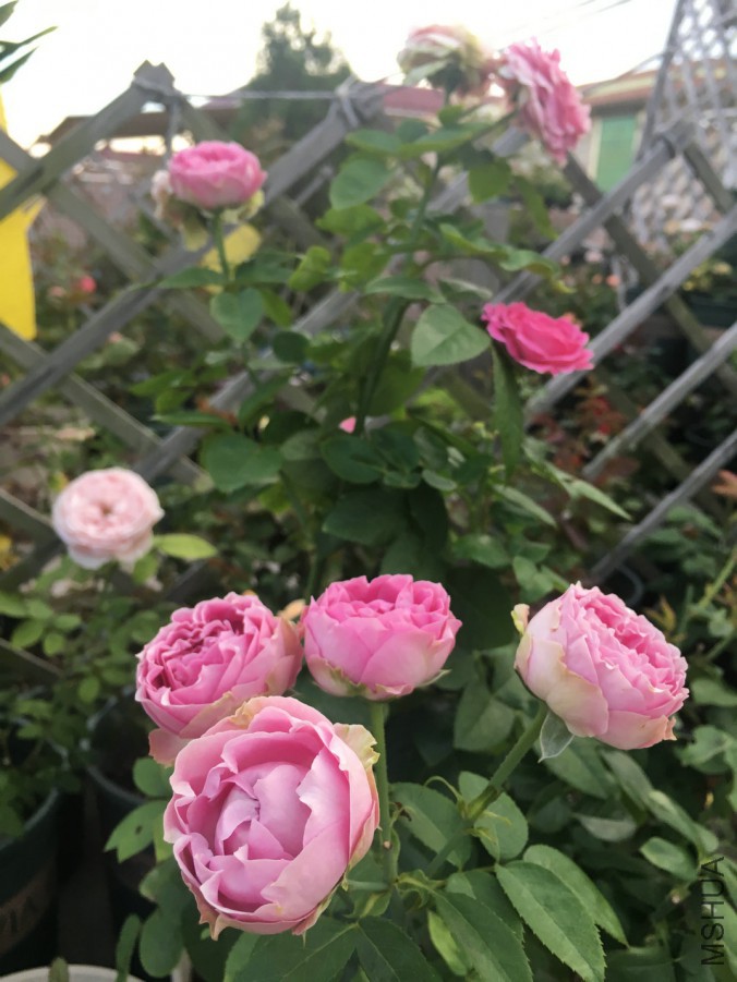 30�������ֻ�ĵ���ô�����������