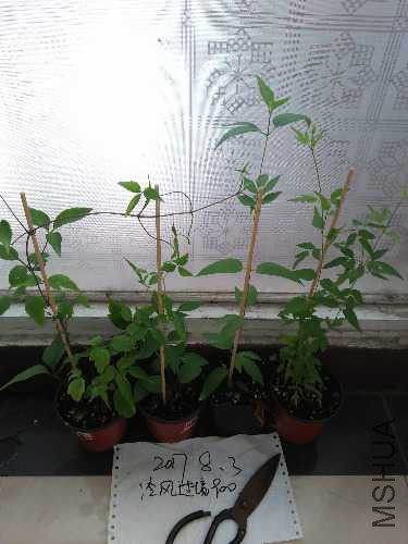 IMG20170803125238.jpg