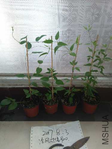 IMG20170803134641.jpg
