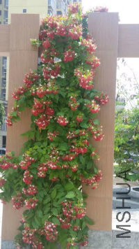 �ذ�ʹ����.jpg