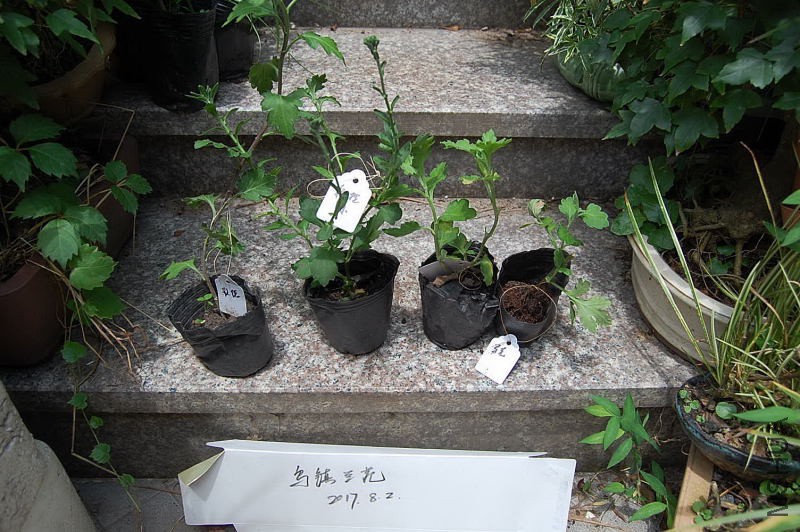 DSC_90920142.JPG