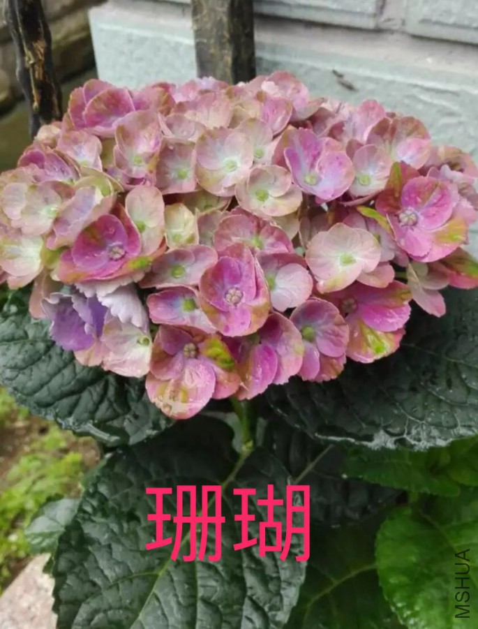 IMG_0901.PNG
